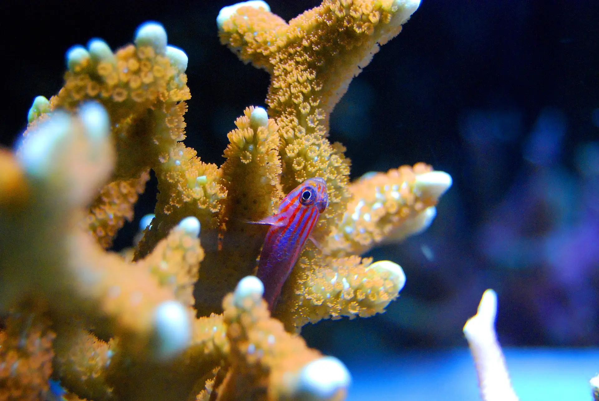 Goby